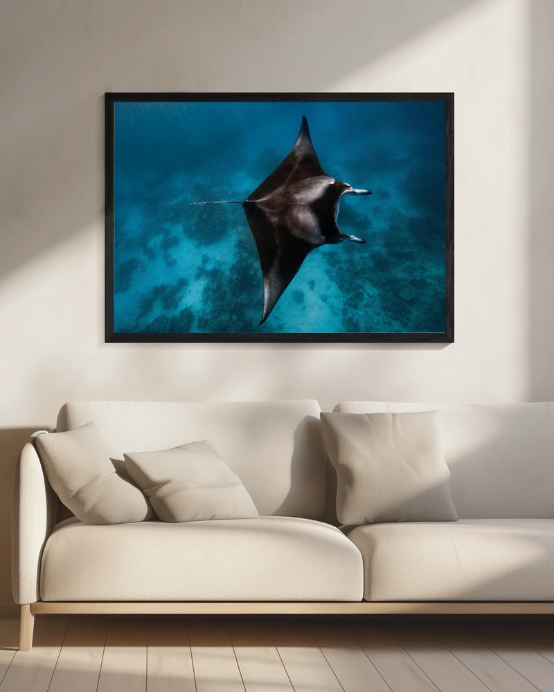 Manta fliegen!!! | Leinwand