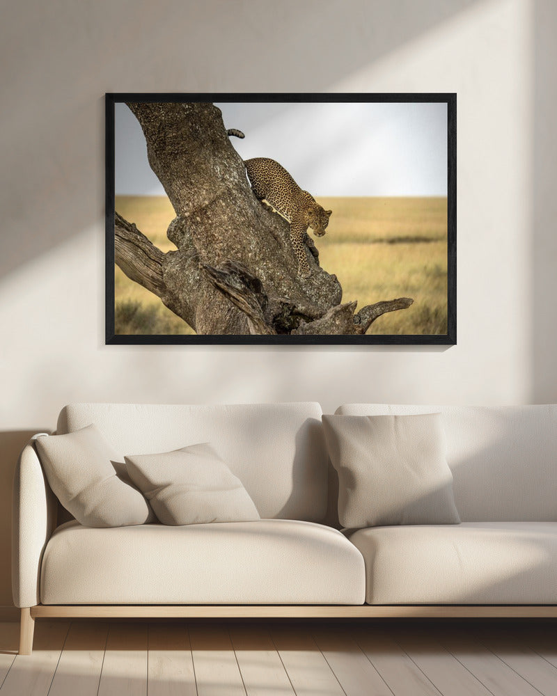 Leopard - Serengeti, Tansania | Leinwand