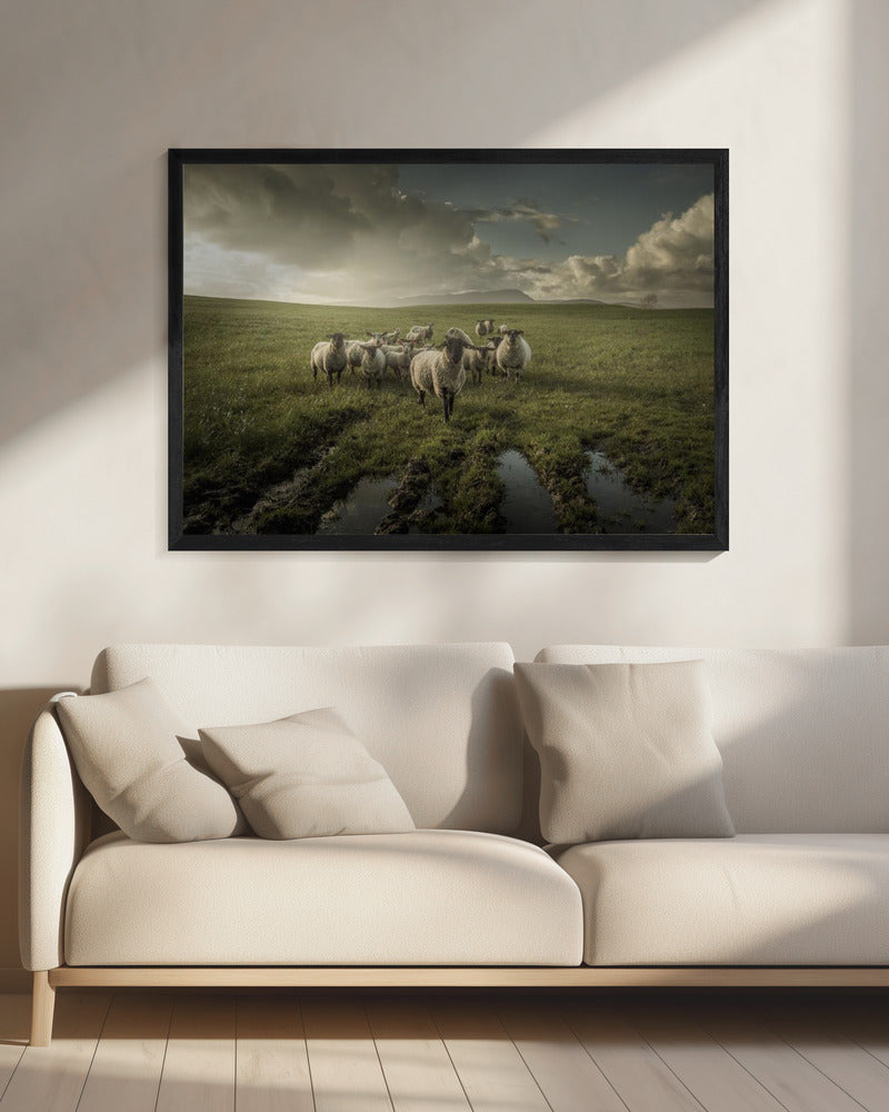Schaf | Leinwand