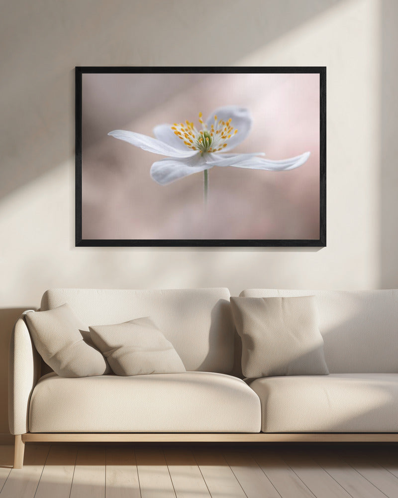 Anemone Nemorosa | Leinwand