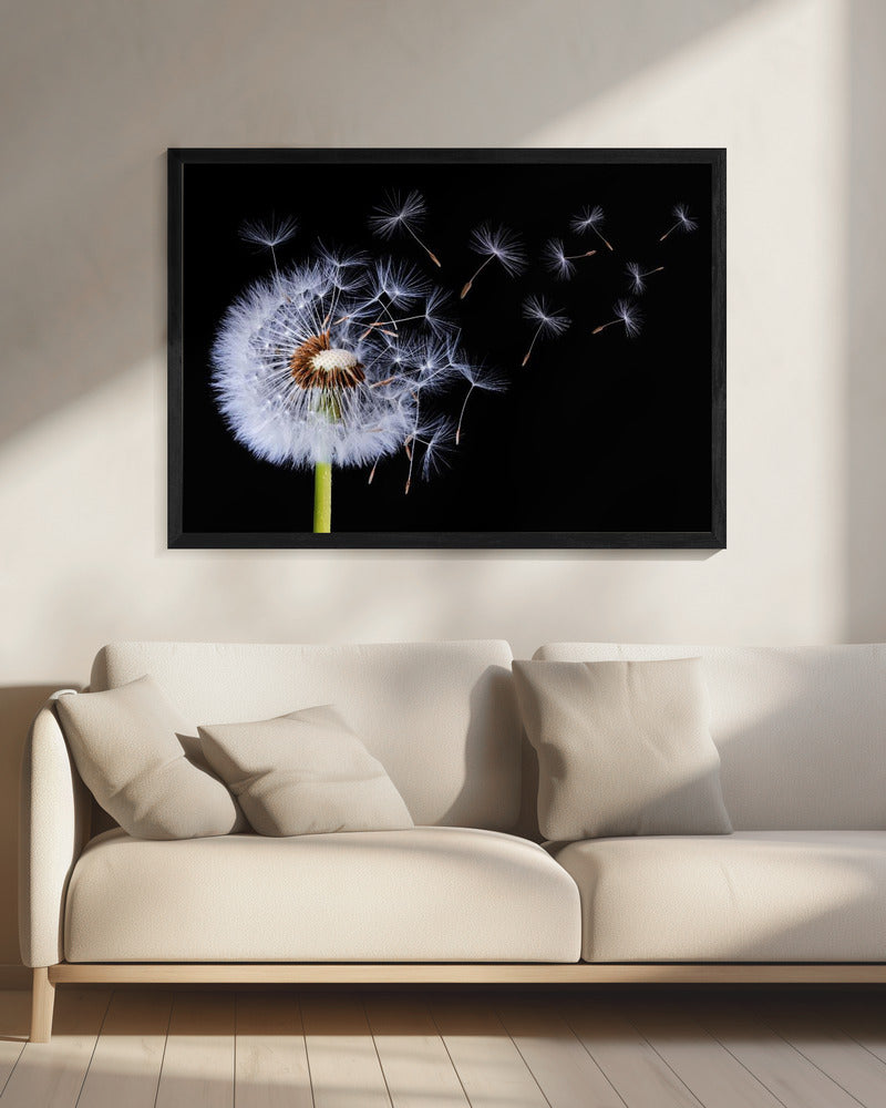 Pusteblume | Leinwand