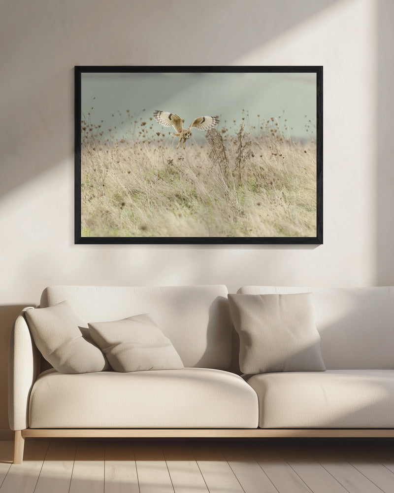 Jagd auf Sumpfohreule | Leinwand