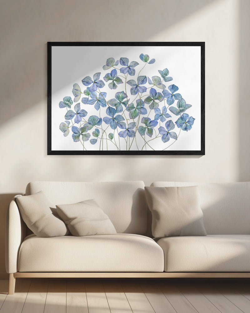 Hortensie | Leinwand