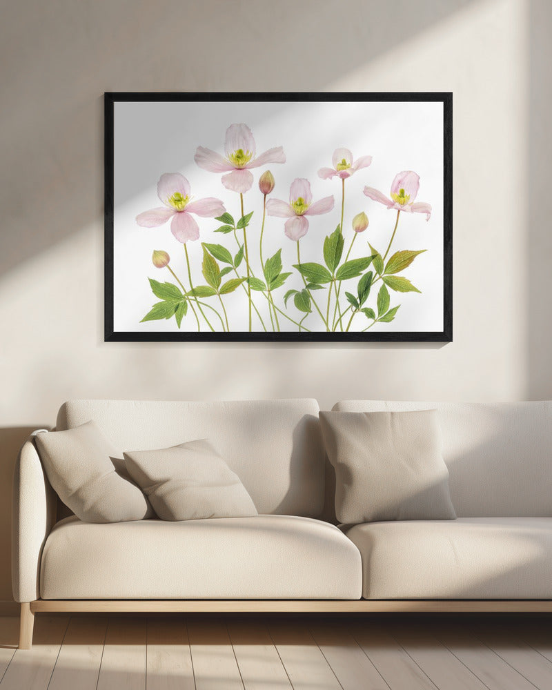 Clematis | Leinwand