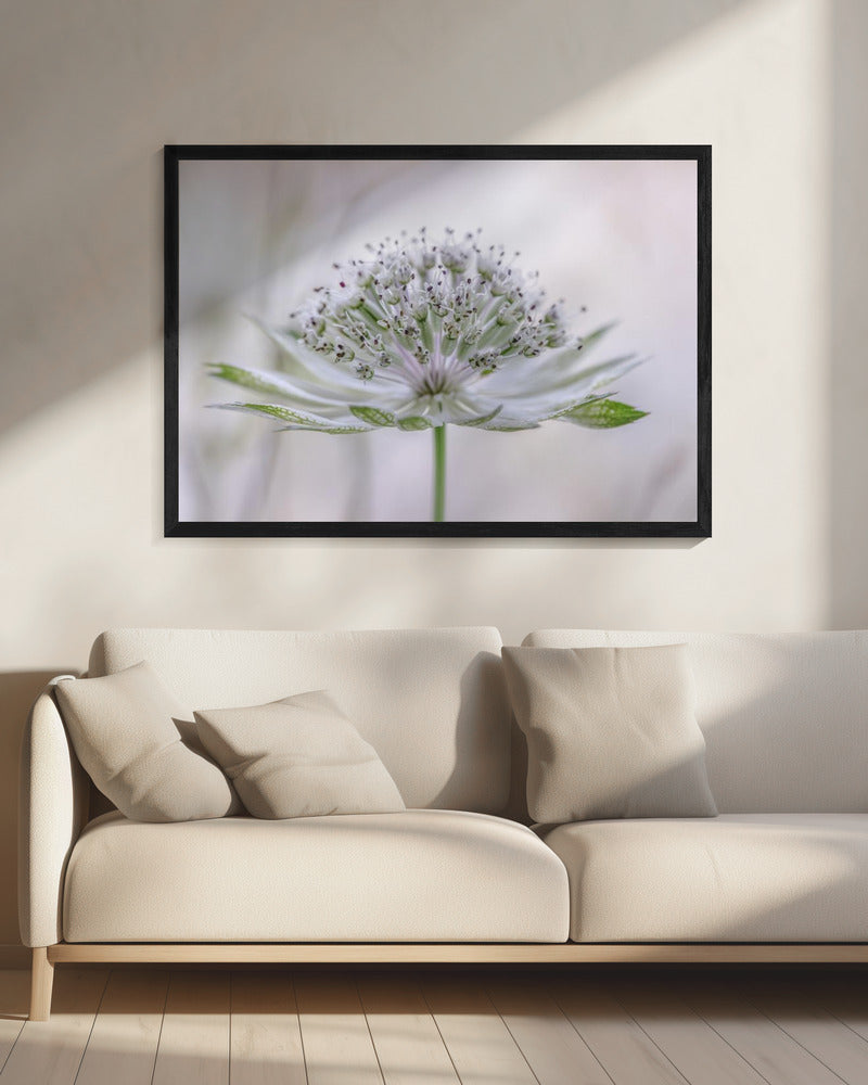 Astrantia | Leinwand
