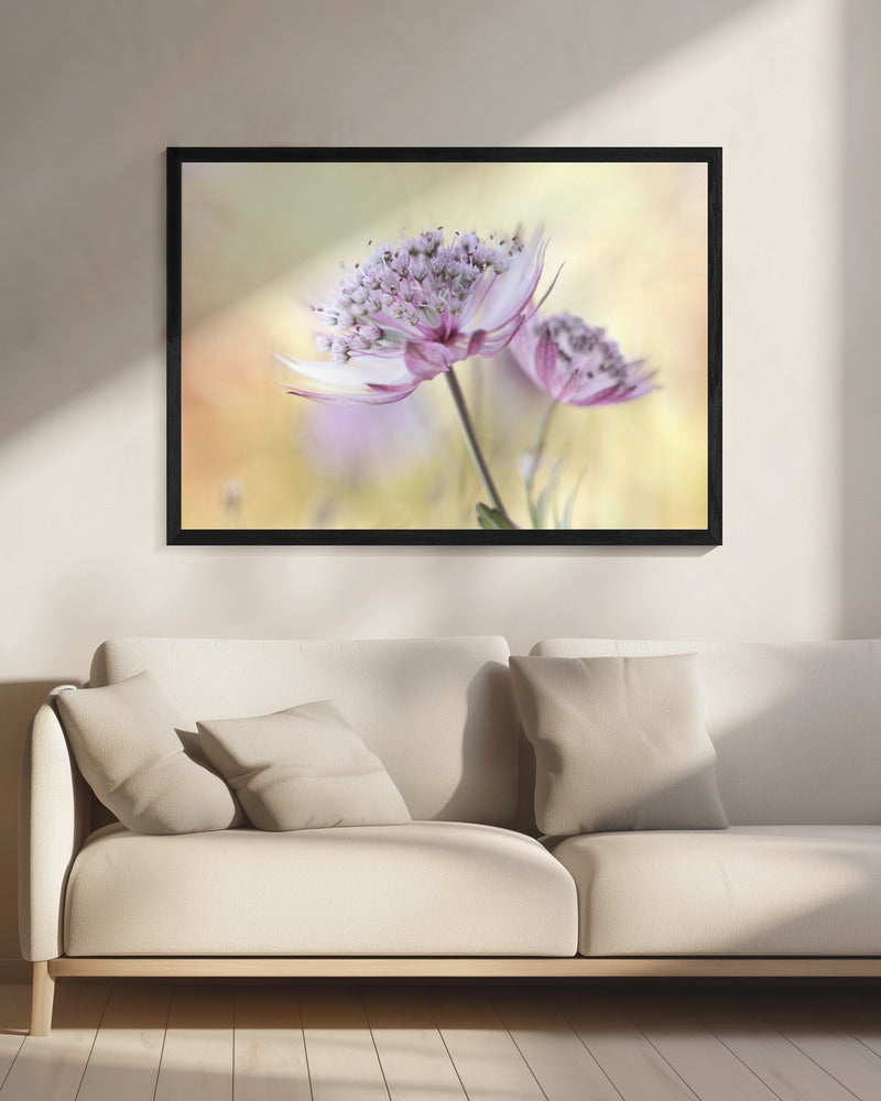 Rosa Astrantia | Leinwand