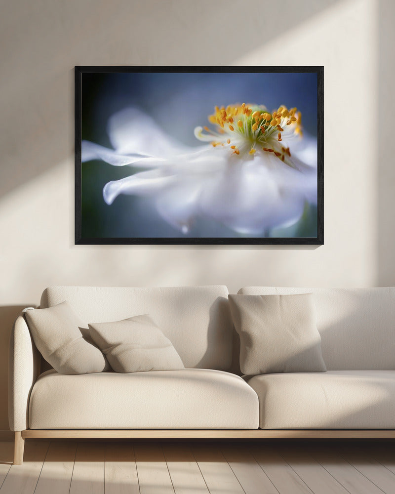 Anemone 1 | Leinwand