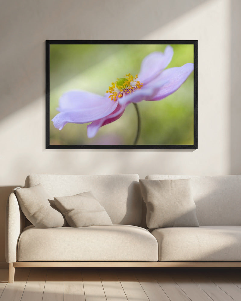 Japanische Anemone | Leinwand
