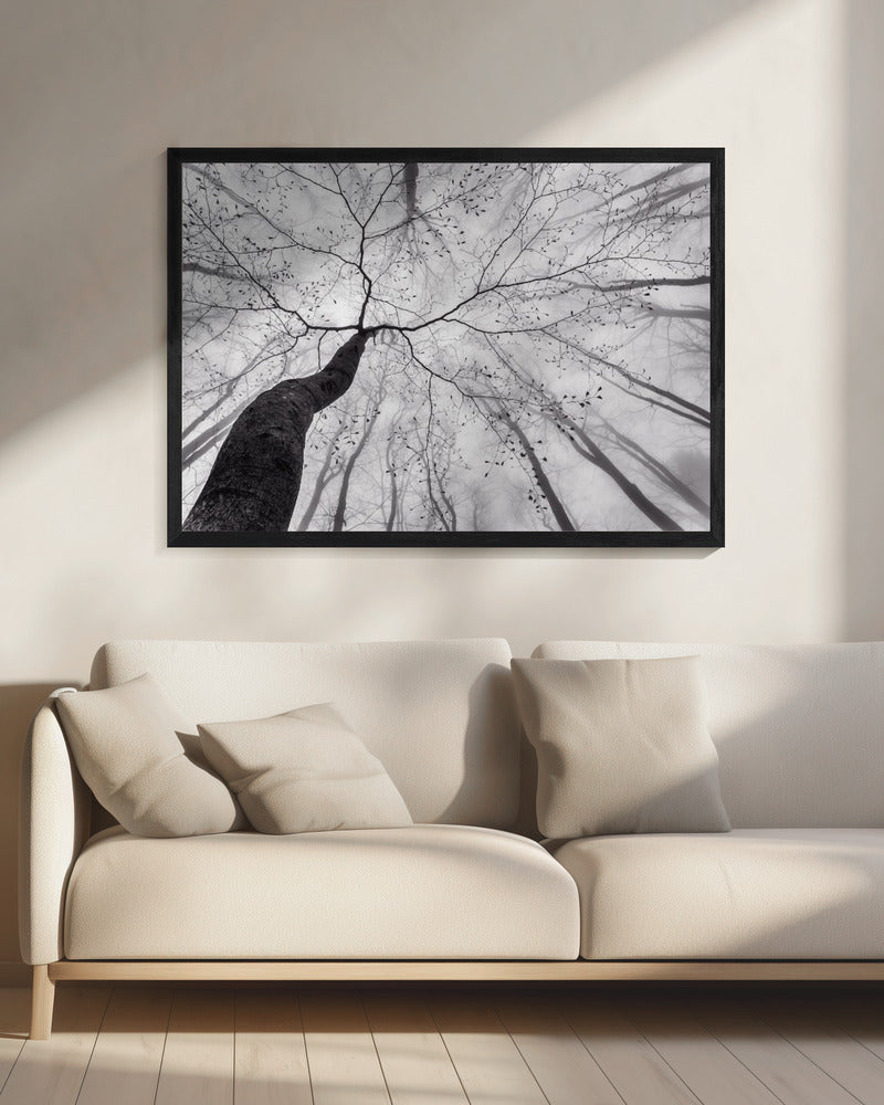 Ein Blick in die Baumkrone | Leinwand