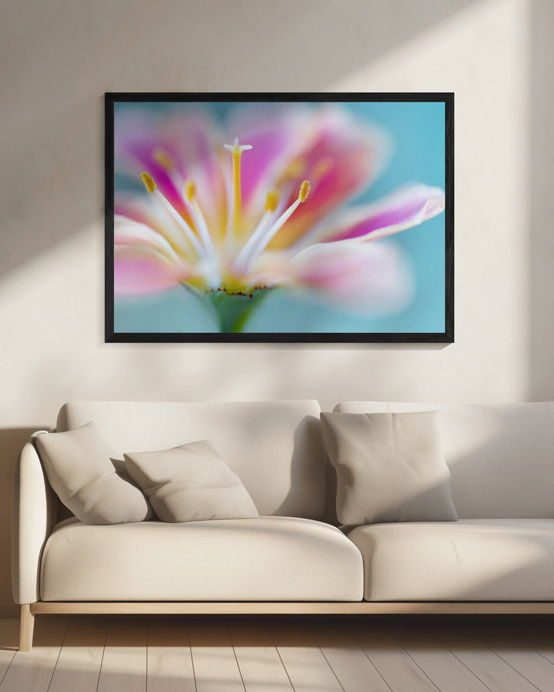 Lewisia | Leinwand