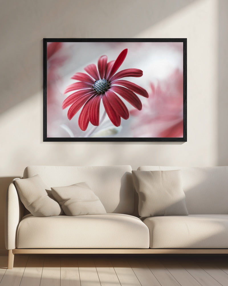 Daisy | Canvas