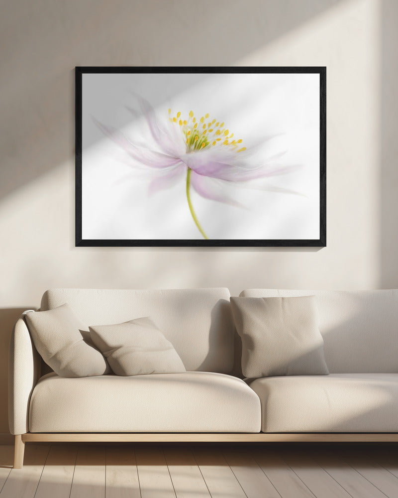 Nemorosa | Canvas