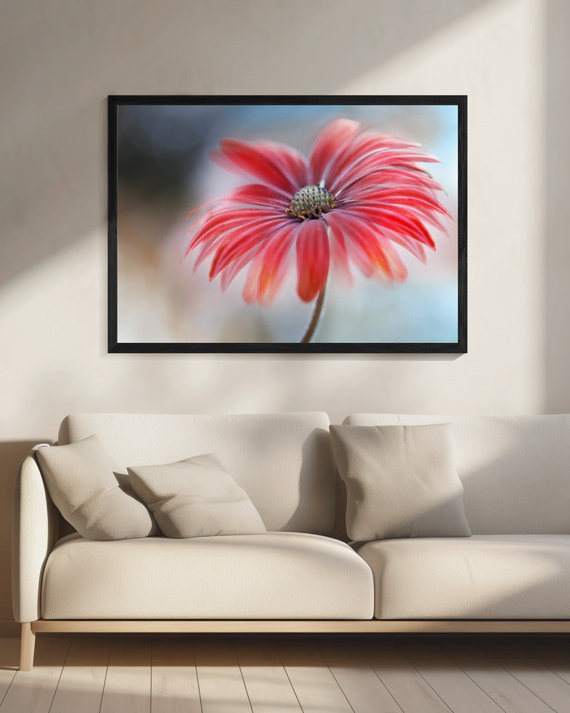 Cape Daisy* | Leinwand