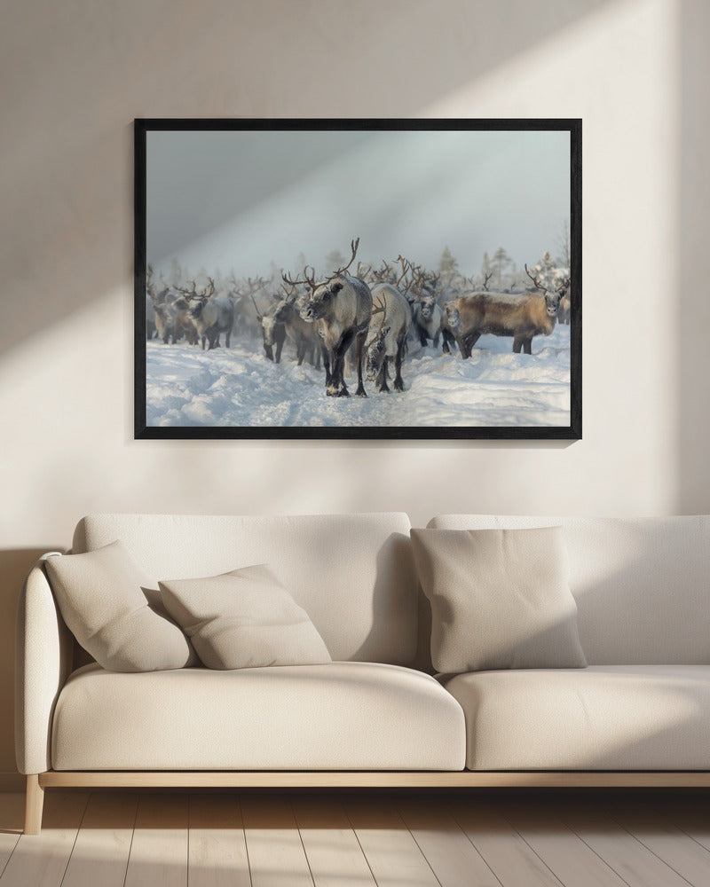 Rentiere | Leinwand