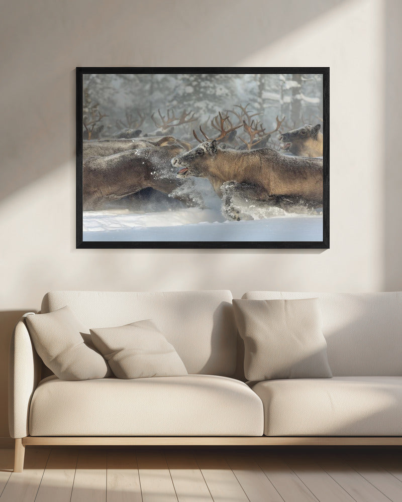 Rentiere III | Leinwand