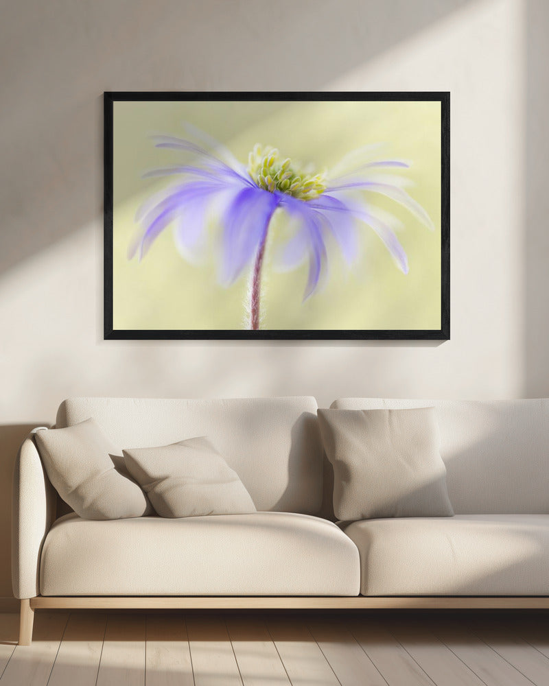 Anemone Blanda | Leinwand