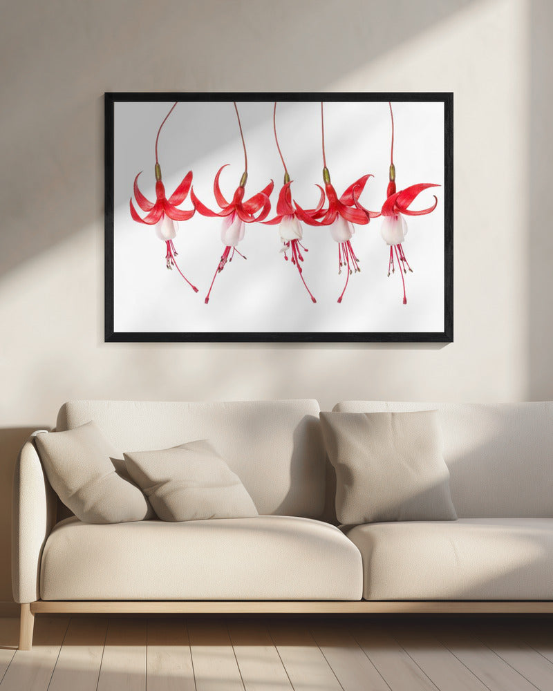 Fuchsie | Leinwand