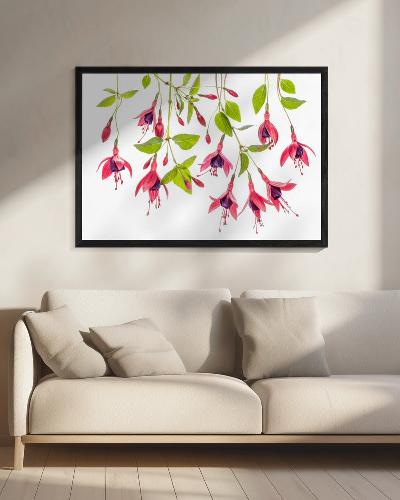 ~ Fuchsie ~ | Leinwand