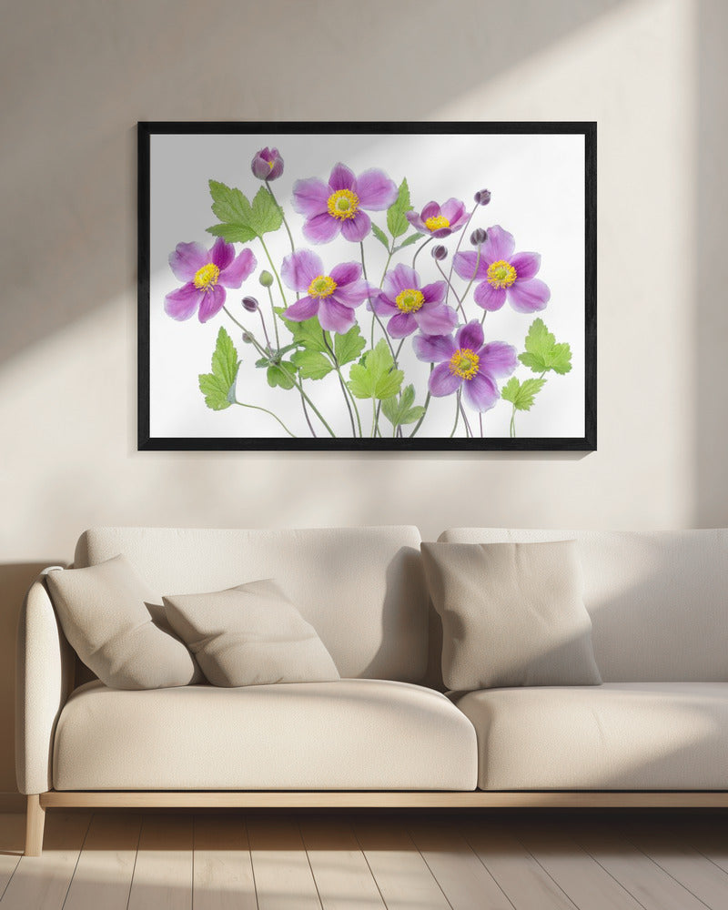 Anemone 'Hadspen Abundance' | Leinwand