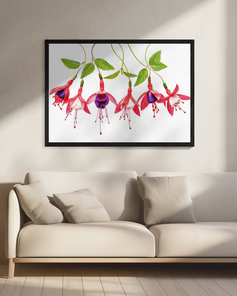 .Fuchsia. | Leinwand