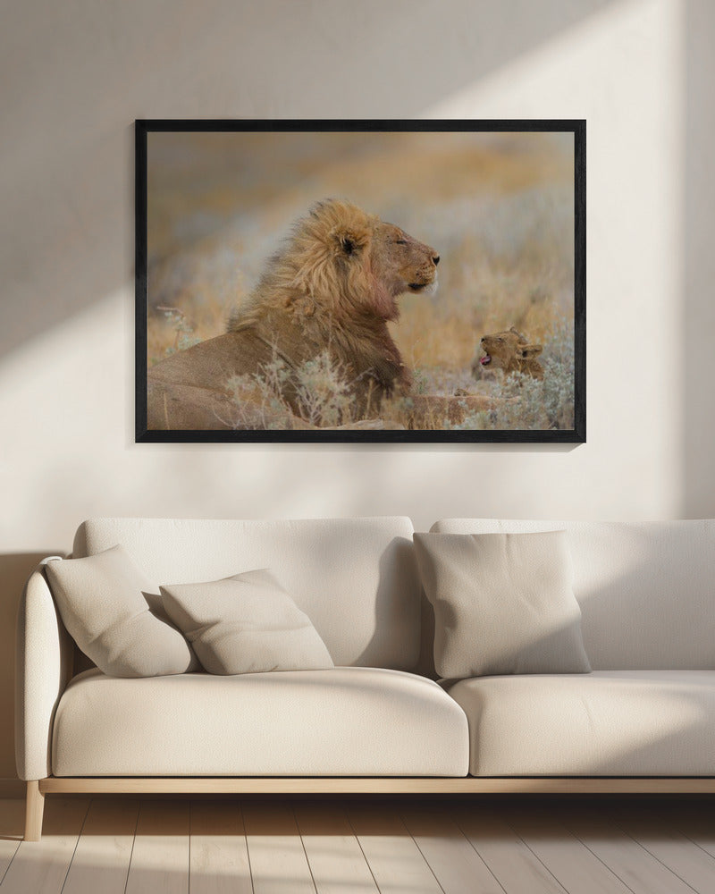 Male lion with cub | Canvas