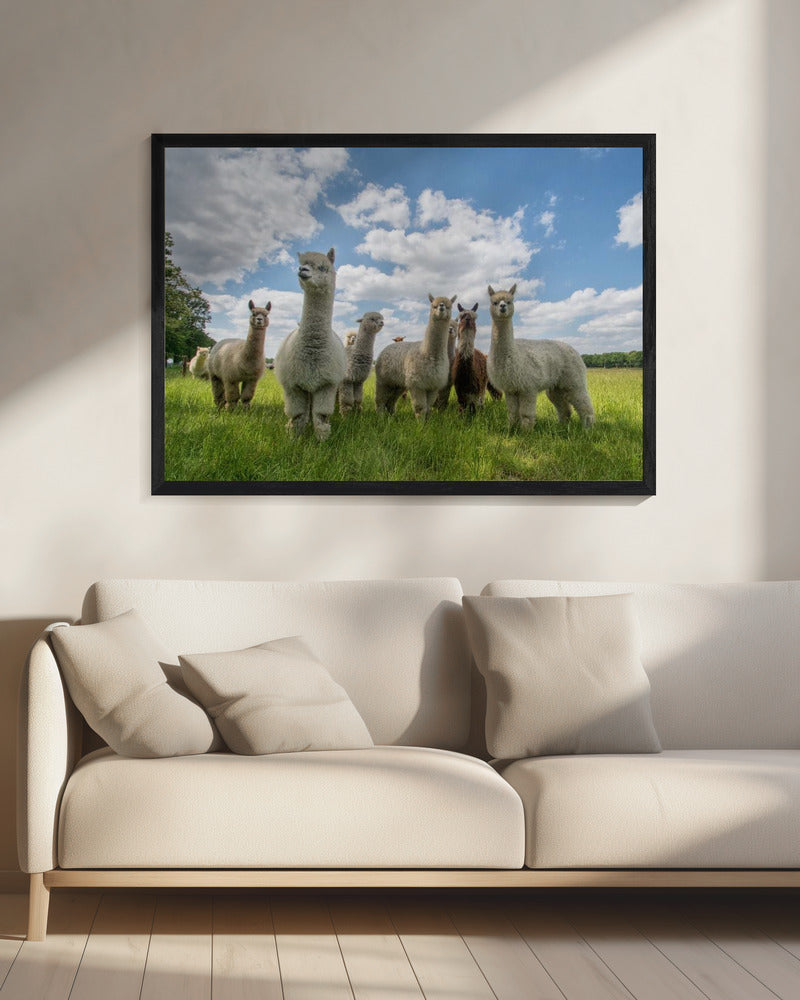 Schickt die Alpakas rein! | Leinwand