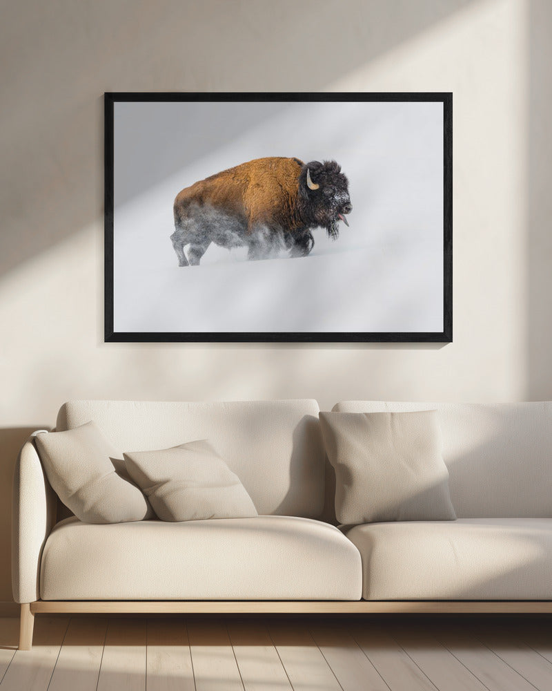 Bison im Schnee | Leinwand