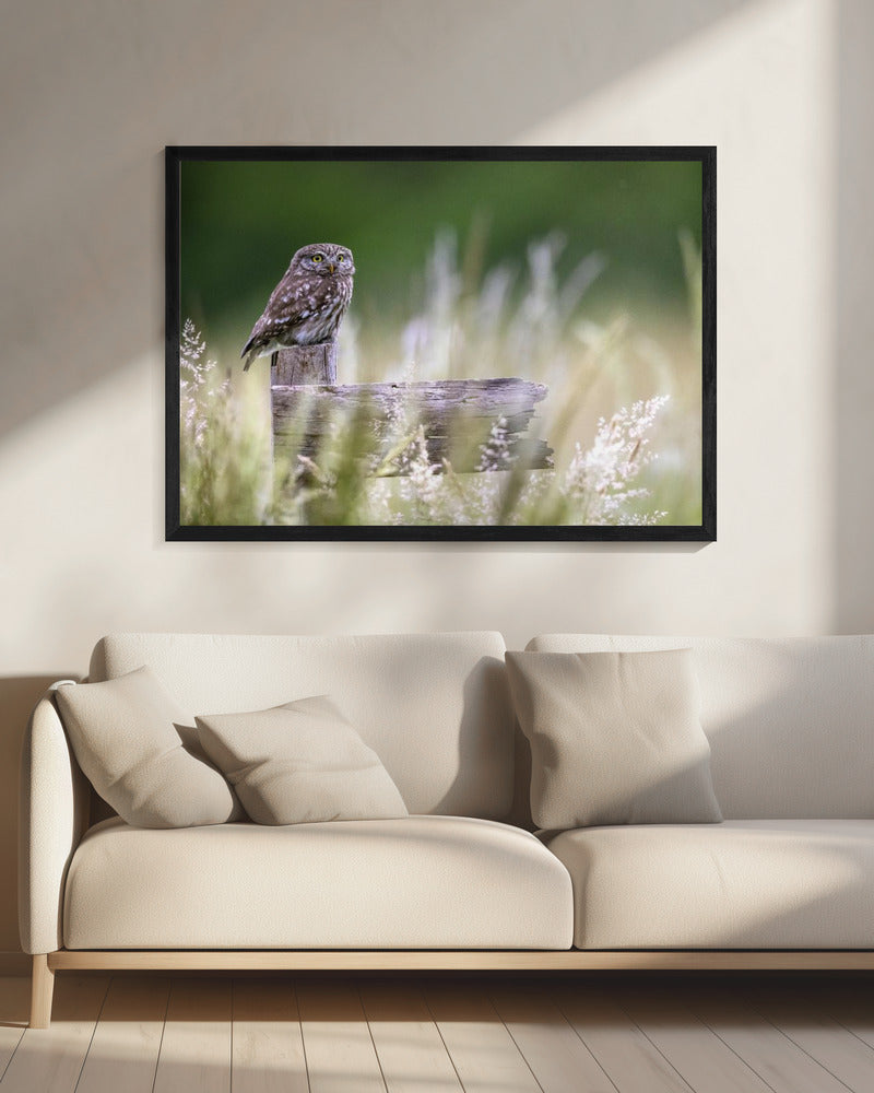 Kleine Eule | Leinwand