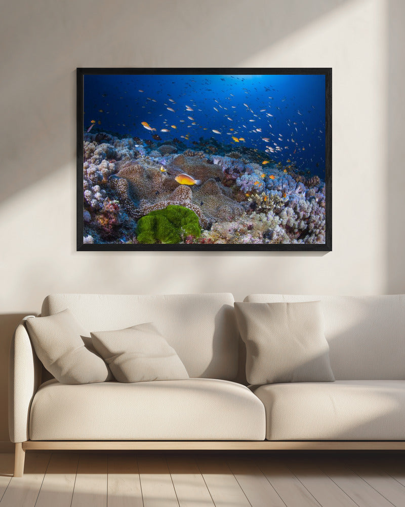 Anemone und Anthias | Leinwand