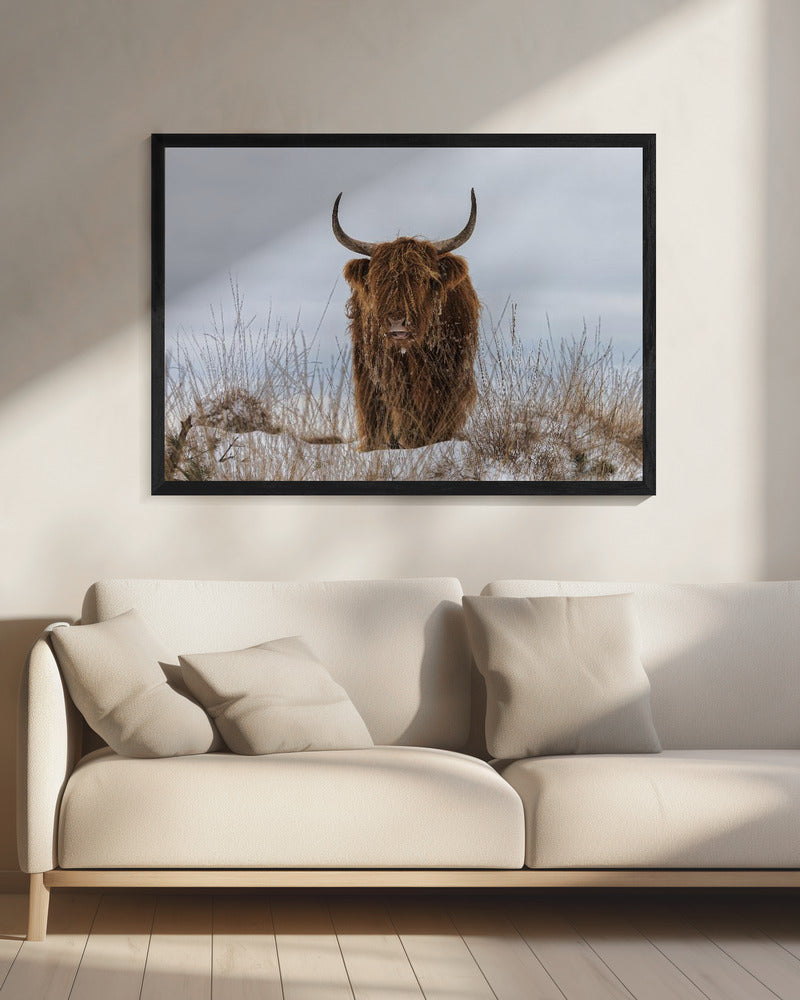 Highlander im Schnee | Leinwand