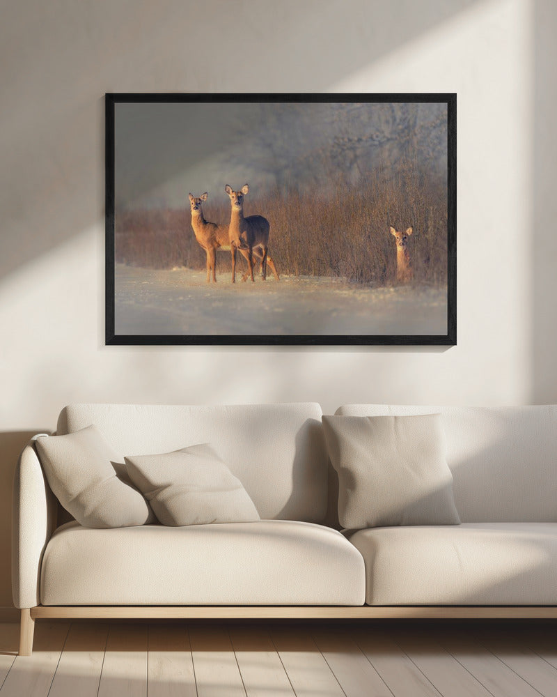 Drei Hirsche | Leinwand