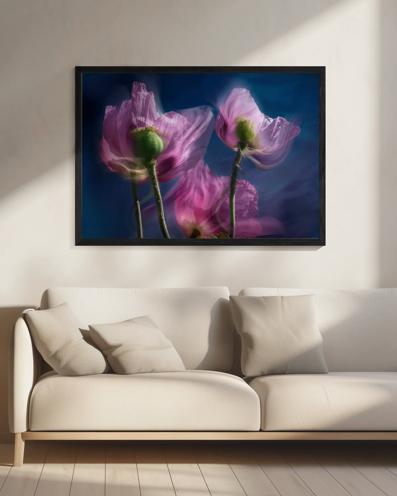 Mohnblumen am Wegesrand | Leinwand