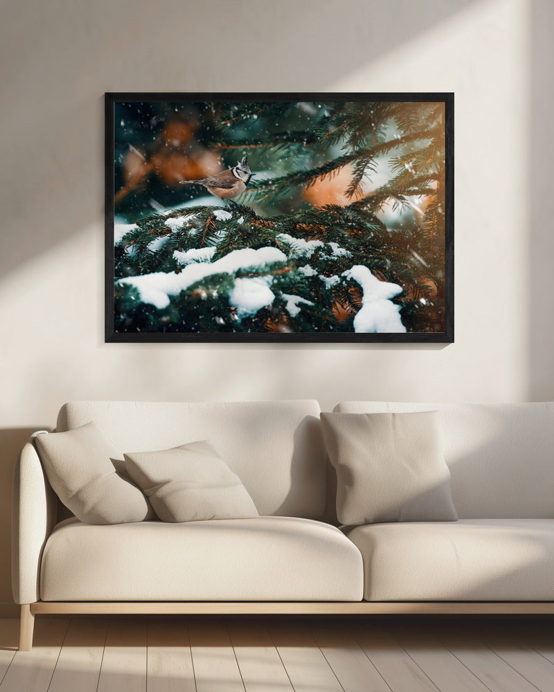 Punky | Canvas