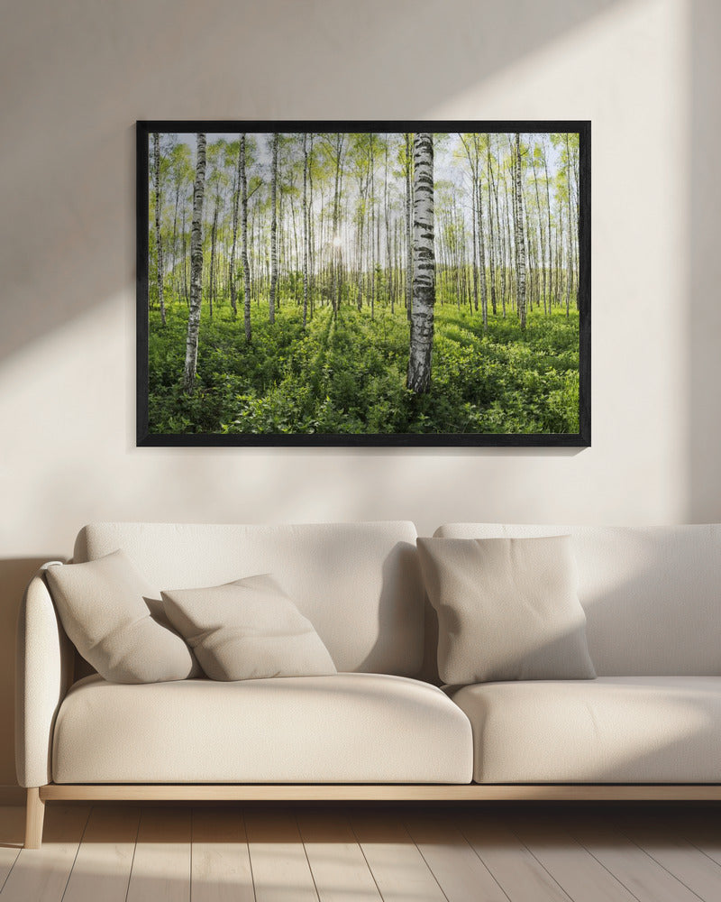 Frühling im Birkenwald | Leinwand