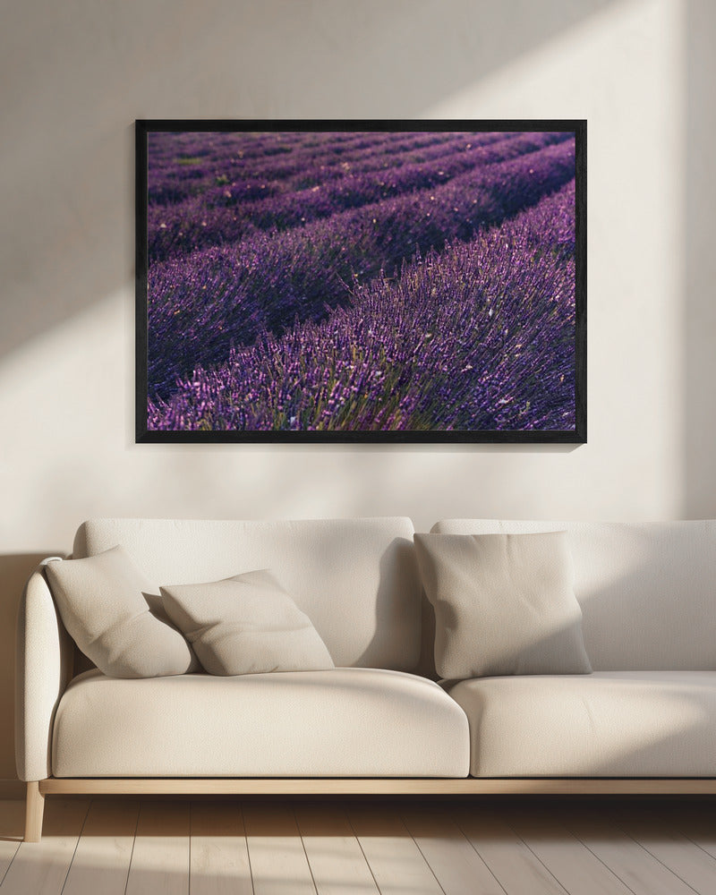 Provence Lavendel | Leinwand