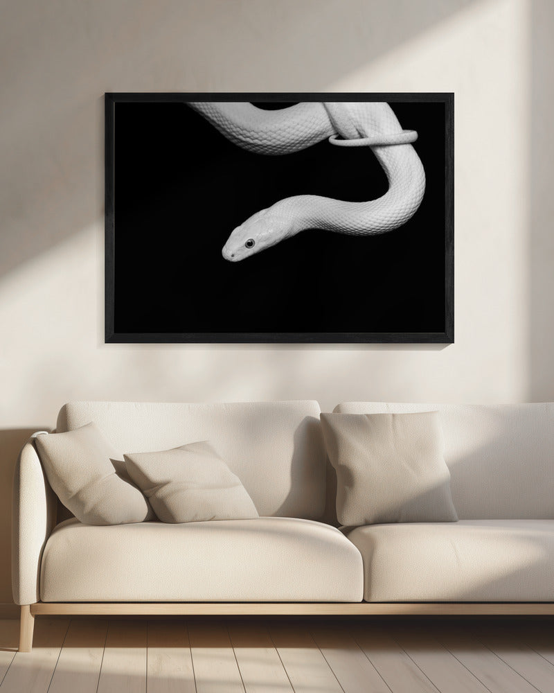 Serpent Blanc | Leinwand
