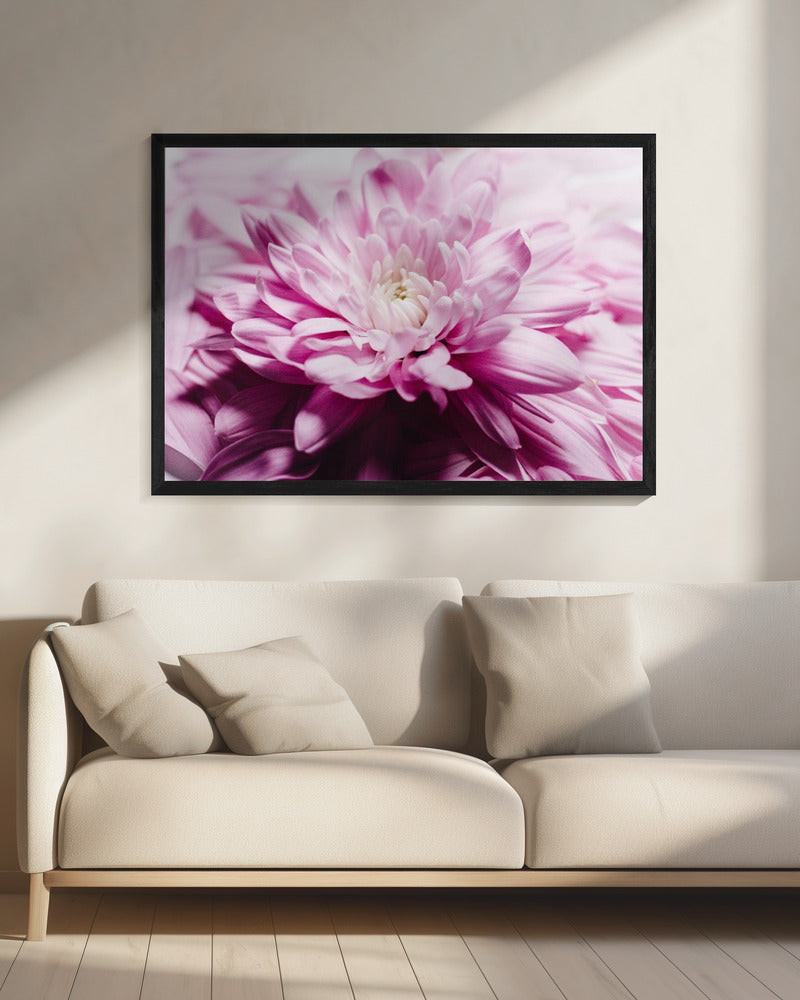 rosa Chrysanthemenblüte | Leinwand