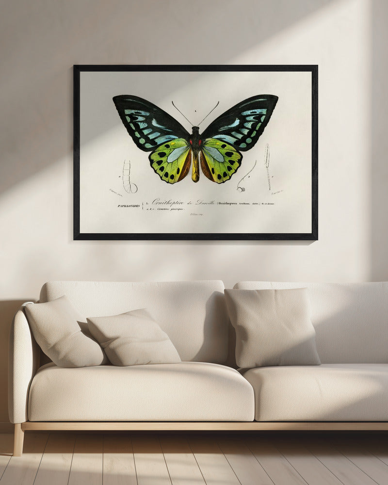 Green Birdwing Butterfly | Canvas