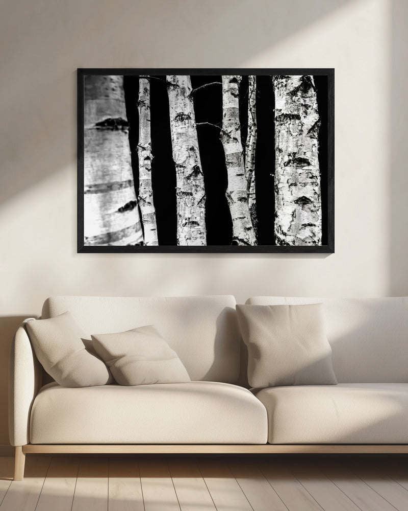 Birken | Leinwand