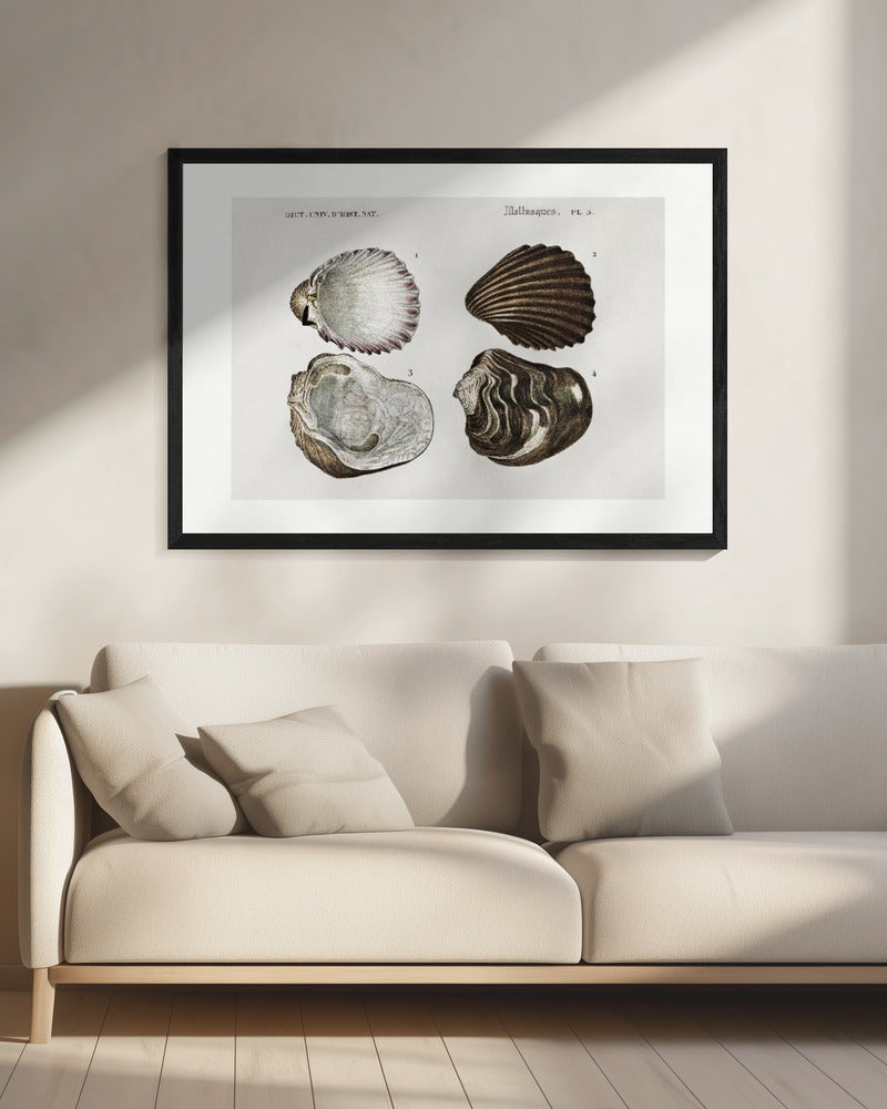 Sealife III | Canvas