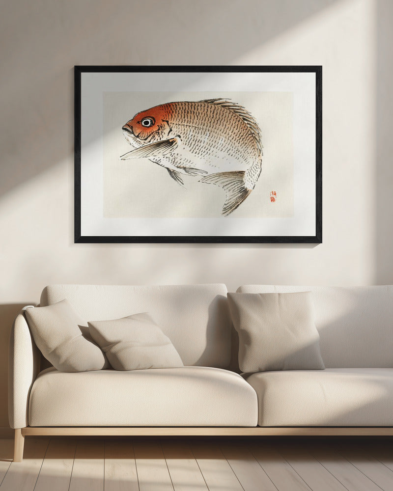Tai (Rote Meerbrasse) Fisch | Leinwand