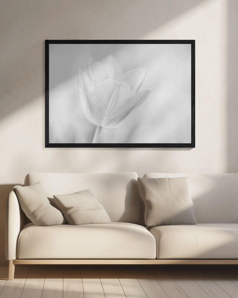 Soft | Canvas