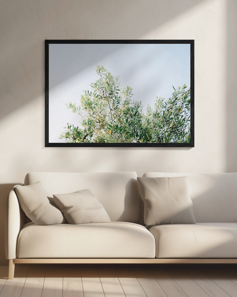 Oliven in Ostuni | Italien Reisefotografie | Leinwand