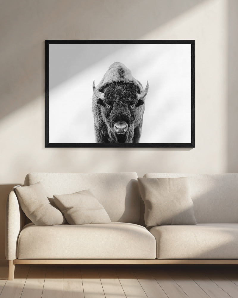 Bison Bw | Leinwand