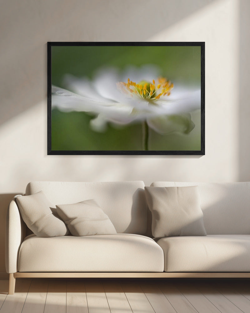 Weiße Anemone | Leinwand
