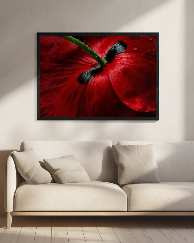 Papaver Leidenschaft | Leinwand