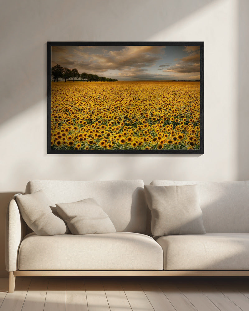 Sonnenblumen | Leinwand
