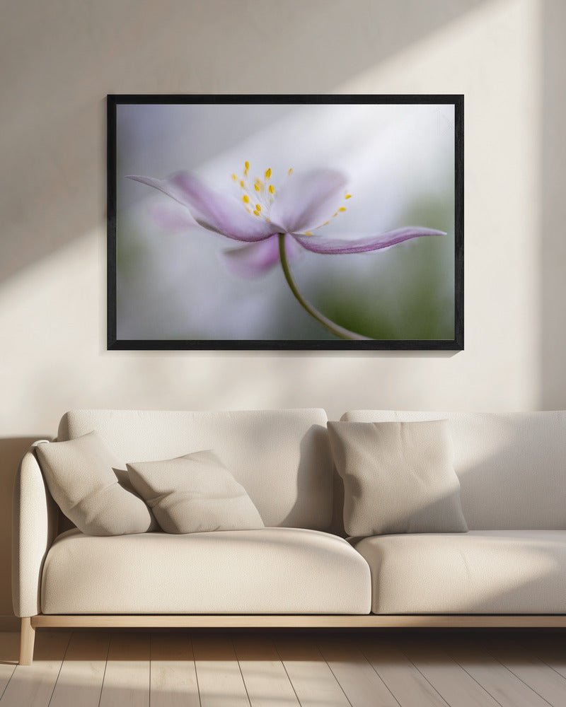 Nemorosa*** | Leinwand