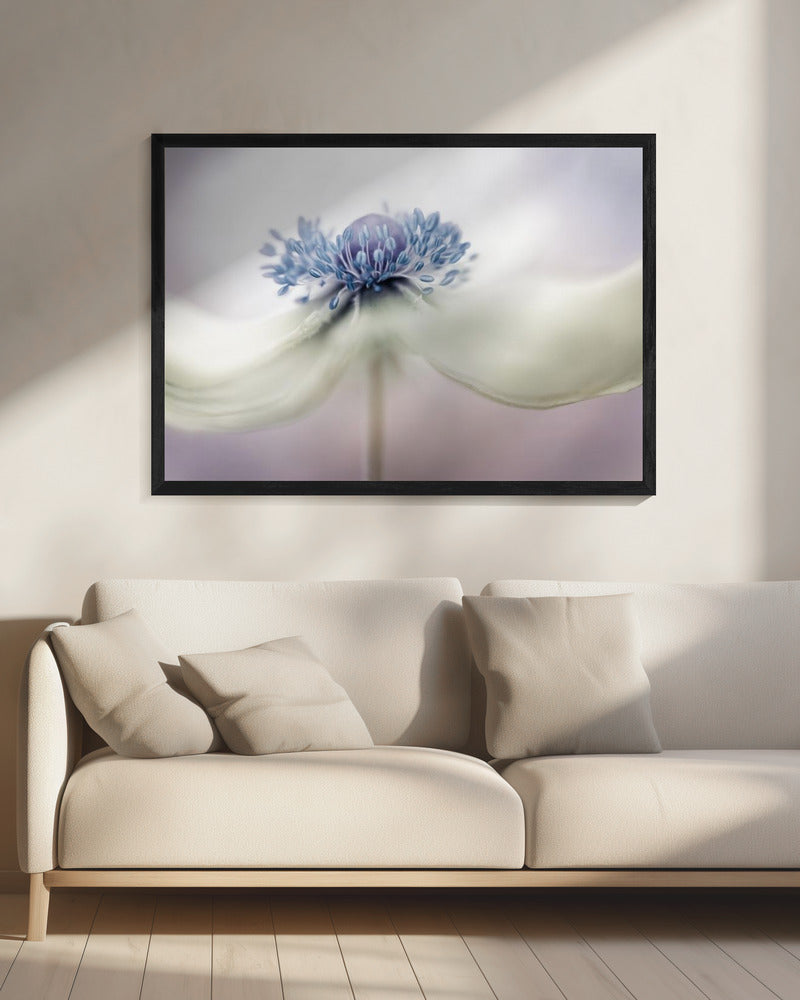 Anemone | Leinwand