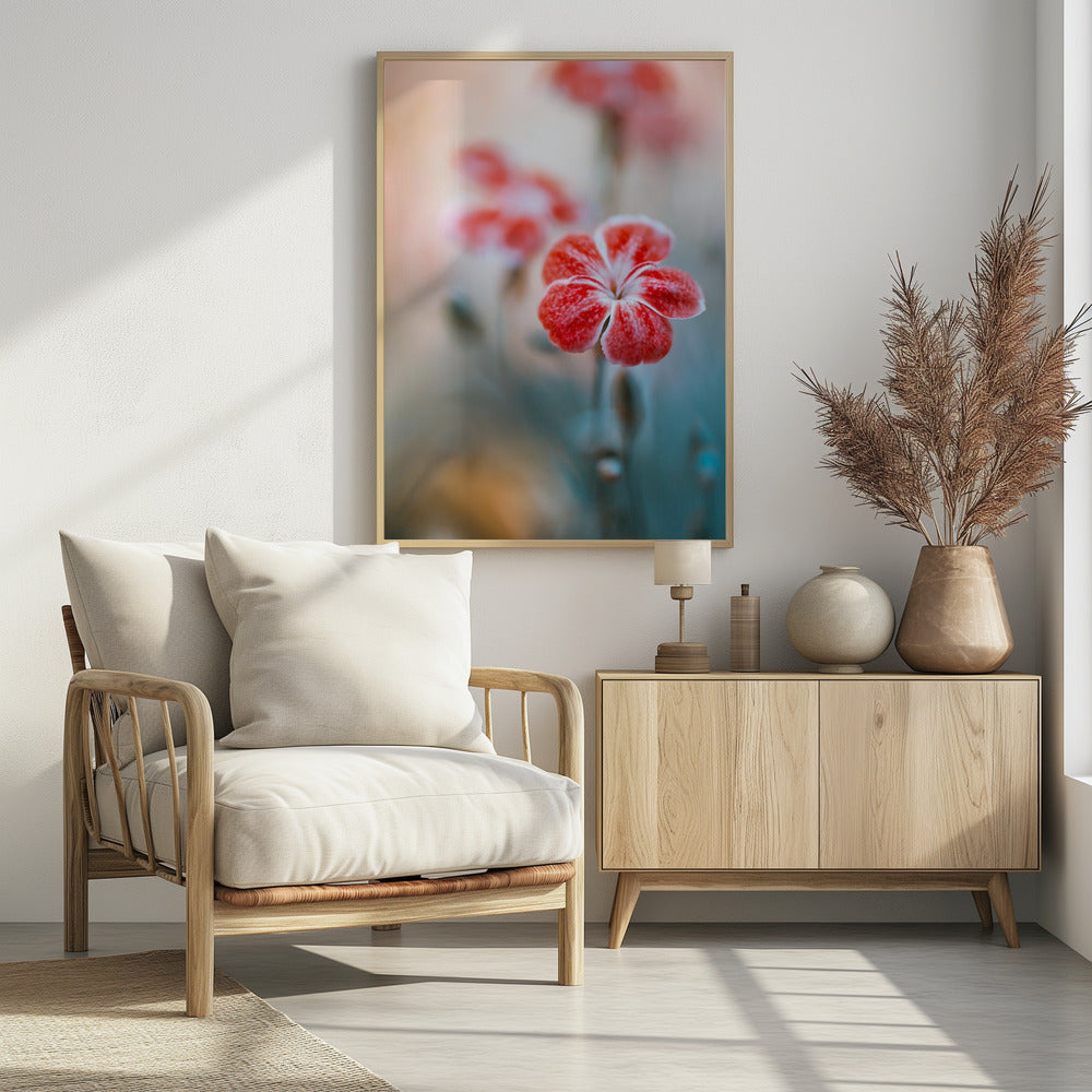 Dianthus | Poster